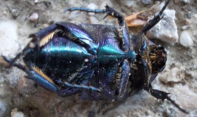 Protaetia cuprea